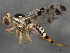  ( - 10BBCDIP-1219)  @13 [ ] CreativeCommons - Attribution (2010) CBG Photography Group Centre for Biodiversity Genomics