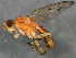 ( - 10BBCDIP-1232)  @13 [ ] CreativeCommons - Attribution (2010) CBG Photography Group Centre for Biodiversity Genomics