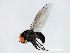  ( - 10BBCDIP-1279)  @13 [ ] CreativeCommons - Attribution (2010) CBG Photography Group Centre for Biodiversity Genomics