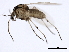  (Procladius bellus - 10BBCDIP-1336)  @13 [ ] CreativeCommons - Attribution (2010) CBG Photography Group Centre for Biodiversity Genomics