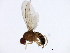  ( - 10BBCDIP-1343)  @13 [ ] CreativeCommons - Attribution (2010) CBG Photography Group Centre for Biodiversity Genomics
