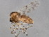  (Ablabesmyia aspera - 10BBCDIP-1534)  @14 [ ] CreativeCommons - Attribution (2010) CBG Photography Group Centre for Biodiversity Genomics