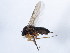  ( - 10BBCDIP-1377)  @13 [ ] CreativeCommons - Attribution (2010) CBG Photography Group Centre for Biodiversity Genomics