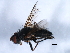  ( - 10BBCDIP-1392)  @12 [ ] CreativeCommons - Attribution (2010) CBG Photography Group Centre for Biodiversity Genomics