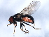  ( - 10BBCDIP-1400)  @13 [ ] CreativeCommons - Attribution (2010) CBG Photography Group Centre for Biodiversity Genomics