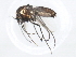  ( - 10BBCDIP-0048)  @13 [ ] CreativeCommons - Attribution (2010) CBG Photography Group Centre for Biodiversity Genomics