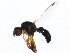 ( - 10BBCDIP-0060)  @13 [ ] CreativeCommons - Attribution (2010) CBG Photography Group Centre for Biodiversity Genomics