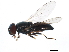  ( - 10BBCDIP-0063)  @13 [ ] CreativeCommons - Attribution (2010) CBG Photography Group Centre for Biodiversity Genomics