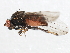  ( - 10BBCDIP-0172)  @13 [ ] CreativeCommons - Attribution (2010) CBG Photography Group Centre for Biodiversity Genomics