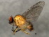  (Hebecnema fulva - 10BBCDIP-0278)  @11 [ ] CreativeCommons - Attribution (2010) CBG Photography Group Centre for Biodiversity Genomics