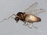  ( - 10BBCDIP-0474)  @13 [ ] CreativeCommons - Attribution (2010) CBG Photography Group Centre for Biodiversity Genomics