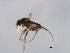  (Megaselia sidneyae - 10BBCDIP-0482)  @13 [ ] CreativeCommons - Attribution (2010) CBG Photography Group Centre for Biodiversity Genomics