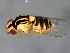  ( - 10BBCDIP-0497)  @13 [ ] CreativeCommons - Attribution (2010) CBG Photography Group Centre for Biodiversity Genomics