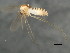  (Conchapelopia pallens - 10BBCDIP-0541)  @14 [ ] CreativeCommons - Attribution (2010) CBG Photography Group Centre for Biodiversity Genomics