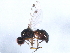  ( - 10BBCDIP-0713)  @12 [ ] CreativeCommons - Attribution (2010) CBG Photography Group Centre for Biodiversity Genomics