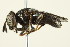  ( - PCPP10-0132)  @13 [ ] CreativeCommons - Attribution (2010) CBG Photography Group Centre for Biodiversity Genomics