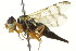  ( - PCPP10-0176)  @13 [ ] CreativeCommons - Attribution (2010) CBG Photography Group Centre for Biodiversity Genomics