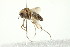  ( - PCPP10-0226)  @12 [ ] CreativeCommons - Attribution (2010) CBG Photography Group Centre for Biodiversity Genomics