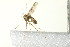  ( - PCPP10-0234)  @12 [ ] CreativeCommons - Attribution (2010) CBG Photography Group Centre for Biodiversity Genomics