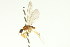  ( - PCPP10-0277)  @13 [ ] CreativeCommons - Attribution (2010) CBG Photography Group Centre for Biodiversity Genomics