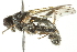  ( - 10BBCDIP-1859)  @13 [ ] CreativeCommons - Attribution (2010) CBG Photography Group Centre for Biodiversity Genomics