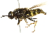  (Stratiomys barbata - 10BBCDIP-1868)  @14 [ ] CreativeCommons - Attribution (2010) CBG Photography Group Centre for Biodiversity Genomics