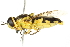  ( - 10BBCDIP-1871)  @12 [ ] CreativeCommons - Attribution (2010) CBG Photography Group Centre for Biodiversity Genomics
