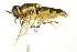  ( - 10BBCDIP-1874)  @13 [ ] CreativeCommons - Attribution (2010) CBG Photography Group Centre for Biodiversity Genomics