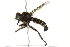  (Cyrtopogon montanus - 10BBCDIP-1934)  @13 [ ] CreativeCommons - Attribution (2010) CBG Photography Group Centre for Biodiversity Genomics
