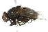  (Cynomya cadaverina - 10BBCDIP-2009)  @14 [ ] CreativeCommons - Attribution (2010) CBG Photography Group Centre for Biodiversity Genomics