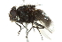  ( - 10BBCDIP-2021)  @13 [ ] CreativeCommons - Attribution (2010) CBG Photography Group Centre for Biodiversity Genomics