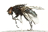  (Protocalliphora occidentalis - 10BBCDIP-2038)  @14 [ ] CreativeCommons - Attribution (2010) CBG Photography Group Centre for Biodiversity Genomics