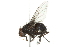  ( - 10BBCDIP-2039)  @14 [ ] CreativeCommons - Attribution (2010) CBG Photography Group Centre for Biodiversity Genomics