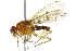  ( - 10BBCDIP-2135)  @14 [ ] CreativeCommons - Attribution (2010) CBG Photography Group Centre for Biodiversity Genomics