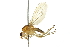  ( - 10BBCDIP-2159)  @15 [ ] CreativeCommons - Attribution (2010) CBG Photography Group Centre for Biodiversity Genomics