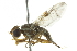  ( - 10BBCDIP-2187)  @13 [ ] CreativeCommons - Attribution (2010) CBG Photography Group Centre for Biodiversity Genomics