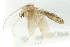  ( - 10BBCDIP-2255)  @12 [ ] CreativeCommons - Attribution (2010) CBG Photography Group Centre for Biodiversity Genomics