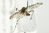  ( - 10BBCDIP-2300)  @12 [ ] CreativeCommons - Attribution (2010) CBG Photography Group Centre for Biodiversity Genomics