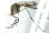  ( - 10BBCDIP-2305)  @13 [ ] CreativeCommons - Attribution (2010) CBG Photography Group Centre for Biodiversity Genomics