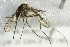  (Aedes tahoensis - 10BBCDIP-2315)  @14 [ ] CreativeCommons - Attribution (2010) CBG Photography Group Centre for Biodiversity Genomics