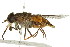  ( - 10BBCDIP-2347)  @14 [ ] CreativeCommons - Attribution (2010) CBG Photography Group Centre for Biodiversity Genomics