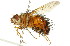  (Polideini - 10BBCDIP-2373)  @16 [ ] CreativeCommons - Attribution (2010) CBG Photography Group Centre for Biodiversity Genomics