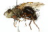  (Tachininae - 10BBCDIP-2379)  @16 [ ] CreativeCommons - Attribution (2010) CBG Photography Group Centre for Biodiversity Genomics