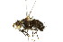  ( - 10BBCDIP-2404)  @13 [ ] CreativeCommons - Attribution (2010) CBG Photography Group Centre for Biodiversity Genomics