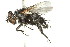  ( - 10BBCDIP-2419)  @12 [ ] CreativeCommons - Attribution (2010) CBG Photography Group Centre for Biodiversity Genomics