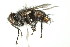  ( - 10BBCDIP-2425)  @12 [ ] CreativeCommons - Attribution (2010) CBG Photography Group Centre for Biodiversity Genomics