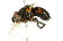  ( - 10BBCDIP-2431)  @13 [ ] CreativeCommons - Attribution (2010) CBG Photography Group Centre for Biodiversity Genomics