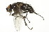  ( - 10BBCDIP-2441)  @12 [ ] CreativeCommons - Attribution (2010) CBG Photography Group Centre for Biodiversity Genomics
