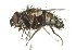  ( - 10BBCDIP-2458)  @12 [ ] CreativeCommons - Attribution (2010) CBG Photography Group Centre for Biodiversity Genomics