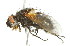  (Ceromasia - 10BBCDIP-2461)  @13 [ ] CreativeCommons - Attribution (2010) CBG Photography Group Centre for Biodiversity Genomics